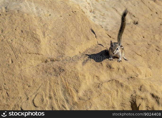 animal wildlife chipmunk rodent