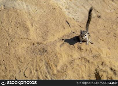 animal wildlife chipmunk rodent