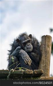 animal wildlife monkey primate