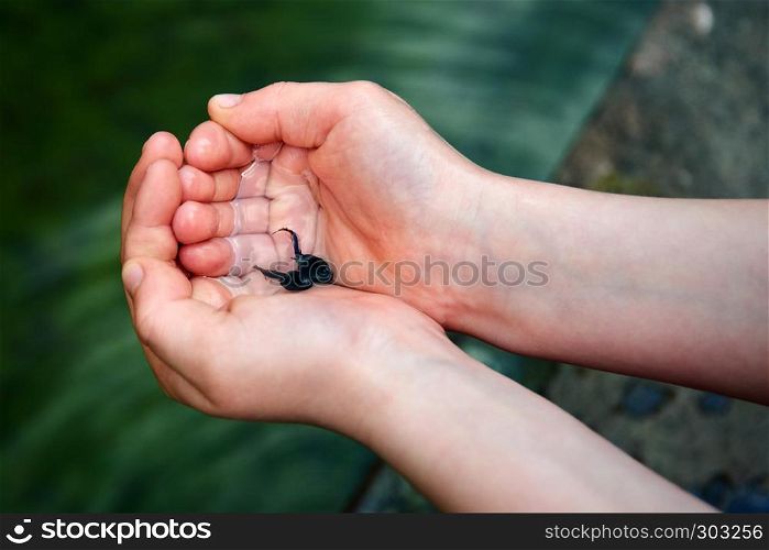 animal wildlife tadpoles in children hand