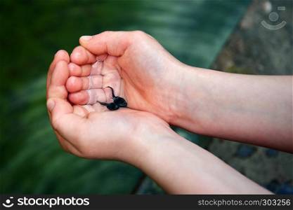 animal wildlife tadpoles in children hand