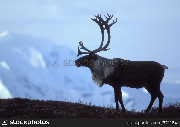 Animal with mountains in the background