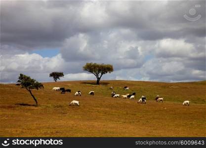 animals and trees in a alentejo farm, the south of portugal