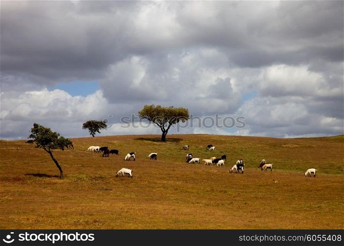 animals and trees in a alentejo farm, the south of portugal