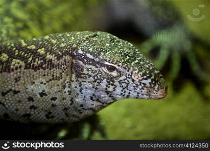 Animals and wildlife from reptils in Africa, Monitor Lizard,