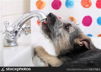 Animals at home - close up dog funny mutt puppy pet in bathroom sink drinking water