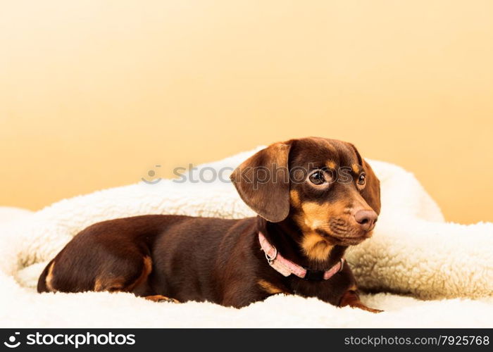 Animals at home. Dachshund chihuahua and shih tzu mixed dog relaxing on bed on woolen blanket indoor