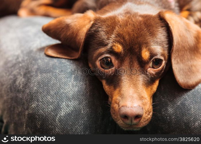 Animals at home. Dachshund chihuahua and shih tzu mixed dog relaxing on human legs indoor