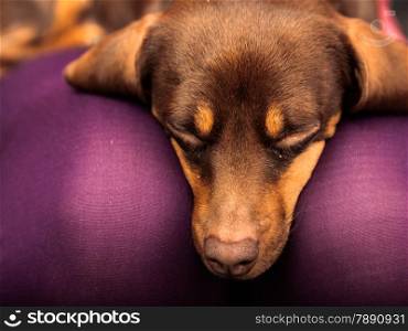 Animals at home. Dachshund chihuahua and shih tzu mixed dog relaxing on human legs indoor