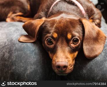 Animals at home. Dachshund chihuahua and shih tzu mixed dog relaxing on human legs indoor