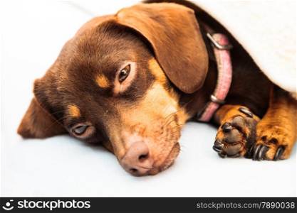 Animals at home. Dachshund chihuahua and shih tzu mixed dog relaxing sleeping on bed under woolen blanket indoor