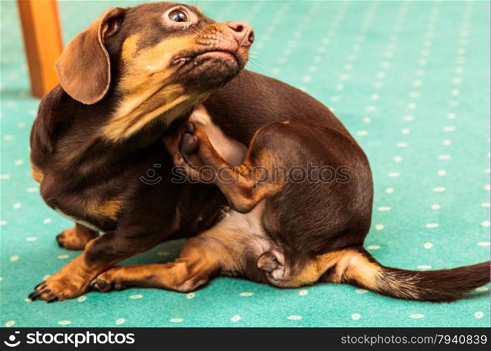 Animals at home. Dachshund chihuahua and shih tzu mixed dog sitting on green carpet scratched indoor
