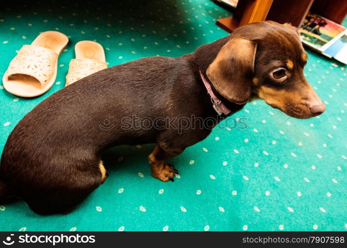Animals at home. Dachshund chihuahua and shih tzu mixed dog sitting on green carpet indoor