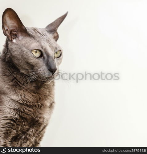 Animals at home. Egyptian mau cat portrait indoor