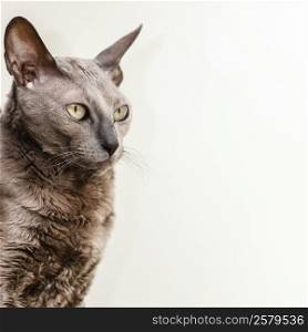 Animals at home. Egyptian mau cat portrait indoor