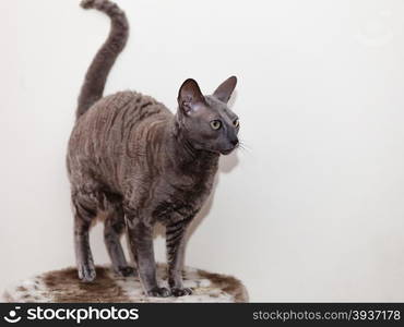 Animals at home. Egyptian mau cat portrait indoor