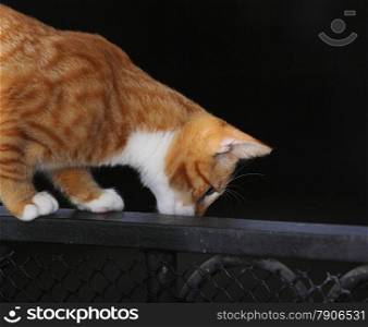 Animals at home. Red cute little baby cat pet kitten on balcony