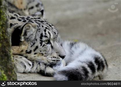 animals big cat snow leopard zoo