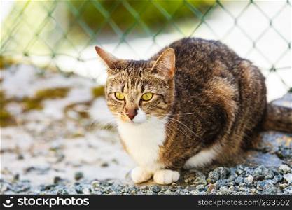 Animals. Brown tabby cat enjoying himself outdoor in garden, warming in the sun. cat enjoying himself outdoor