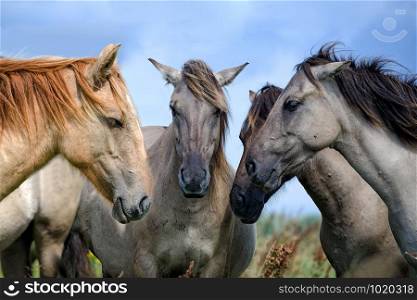 Animals close-up photography. Horse Consultation. Four horses assembled your heads together.