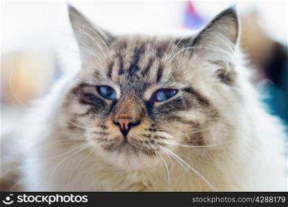 Animals: close-up portrait of blue-eyed Ragamuffin cat, blurred background