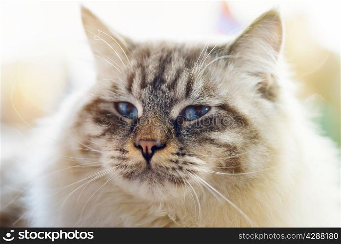 Animals: close-up portrait of blue-eyed Ragamuffin cat, blurred background, sunlight effect added