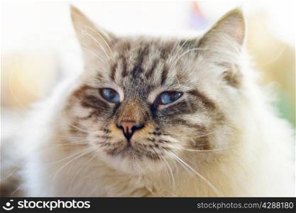 Animals: close-up portrait of blue-eyed Ragamuffin cat, blurred background, sunlight effect added