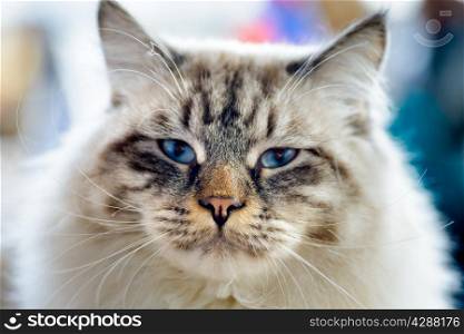 Animals: close-up portrait of blue-eyed Ragamuffin cat, looking at camera, blurred background