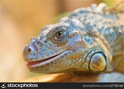 Animals: close-up portrait of green iguana, natural blurred background, sunlight