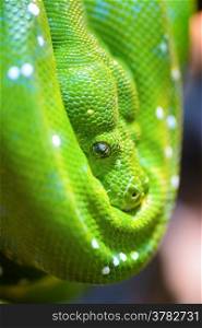 Animals: close-up portrait of green tree python, selective focus, shallow depth of field, natural blurred background