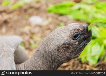 animals, fauna and nature concept - close up of giant tortoise outdoors. close up of giant tortoise outdoors