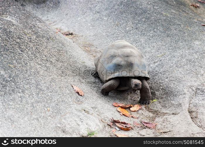 animals, fauna and nature concept - giant tortoise outdoors on seychelles. giant tortoise outdoors on seychelles