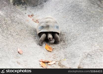 animals, fauna and nature concept - giant tortoise outdoors on seychelles. giant tortoise outdoors on seychelles. giant tortoise outdoors on seychelles