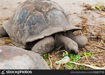 animals, fauna and nature concept - giant tortoises outdoors on seychelles. giant tortoises outdoors on seychelles