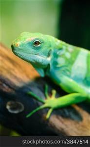 Animals: green lizard, Fiji banded iguana, Brachylophus fasciatus, sitting on tree branch, close-up shot