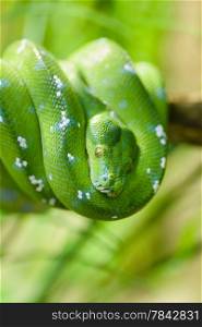 Animals: green tree python, Morelia viridis, close-up shot, selective focus