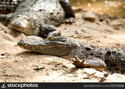 Animals in wild. Crocodile basking in the sun