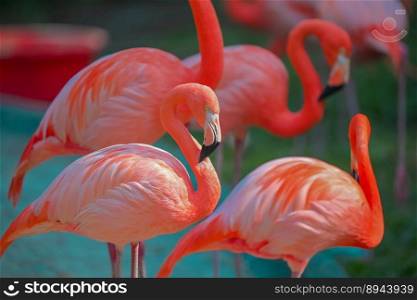 animals landscape wild flamingos