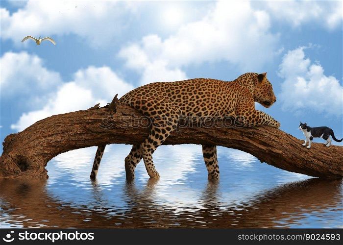 animals leopard feline cat nature