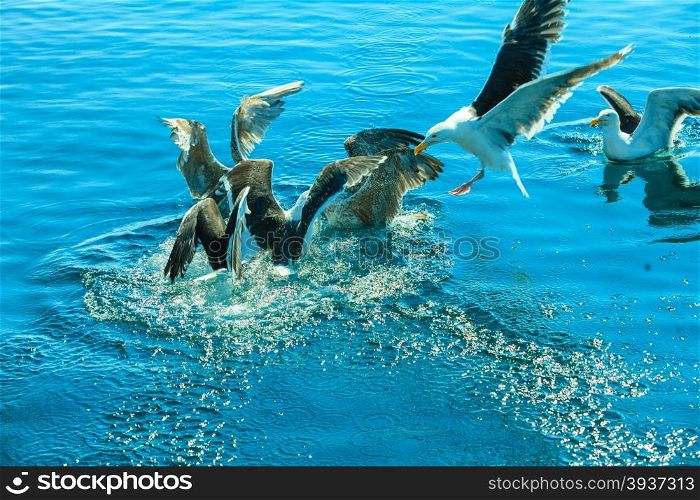 Animals nature and action. Flock of seagulls in fight for food in the water.