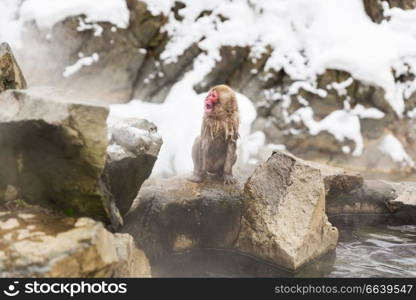 animals, nature and wildlife concept - japanese macaque or snow monkey in hot spring of jigokudani park. japanese macaque or snow monkey in hot spring