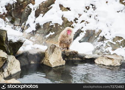 animals, nature and wildlife concept - japanese macaque or snow monkey in hot spring of jigokudani park. japanese macaque or snow monkey in hot spring