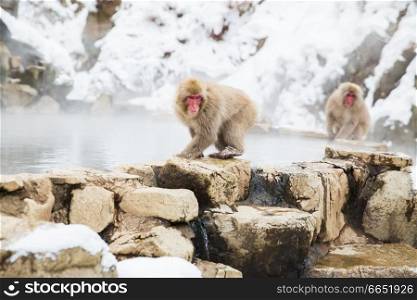 animals, nature and wildlife concept - japanese macaques or snow monkeys at hot spring of jigokudani park. japanese macaques or snow monkeys at hot spring