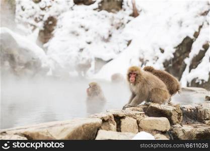 animals, nature and wildlife concept - japanese macaques or snow monkeys in hot spring of jigokudani park. japanese macaques or snow monkeys in hot spring