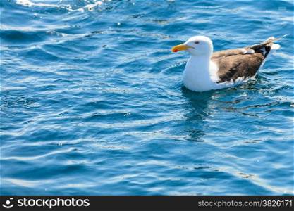 Animals nature. Seagull sit in the water of the sea