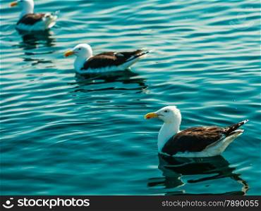 Animals nature. Seagulls siting in the water of the sea