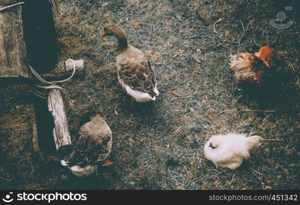 Animals on a castle farm in france