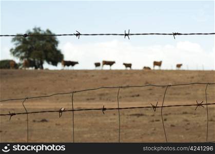 Animals on a farm surrounded by barbed wire.