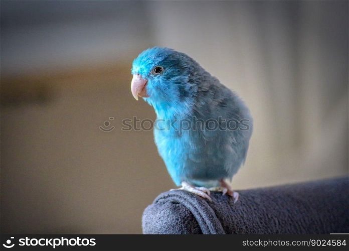 animals parrotlet blue beak