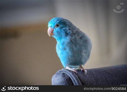 animals parrotlet blue beak